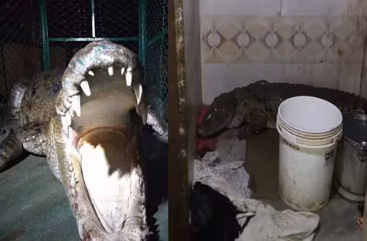 बाथरूम का दरवाजा खोला तो सामने था 7 फीट का मगरमच्छ, मची अफरा-तफरी; देखें रोंगटे खड़े कर देने वाला वीडियो​​​​​​​