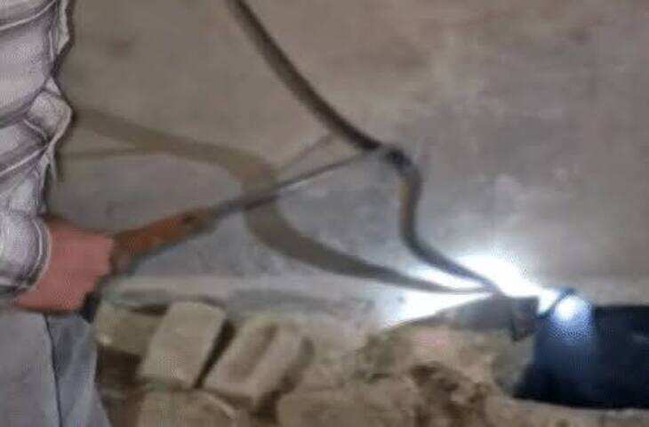 अलवर में घर में घुसा 4 फीट का कोबरा, पालतू लेब्रा ने भिड़कर भगाया; वीडियो में जाने युवक ने रेस्क्यू कर जंगल में छोड़ा