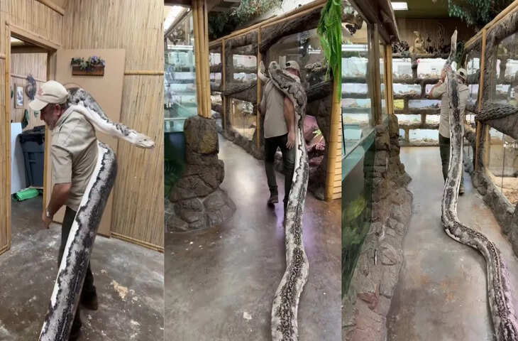 कंधे पर उठा लिया भारी-भरकम अजगर! कुछ सेकंड बाद जो हुआ, उस्सका वीडियो देख सहम जाएंगे आप&nbsp;