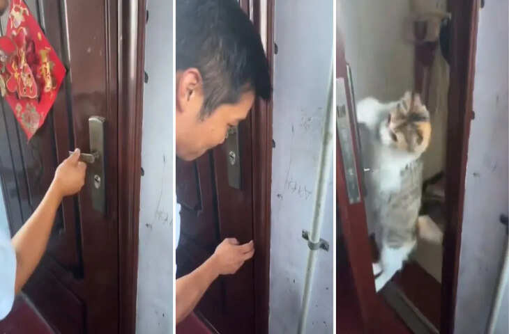 पालतू बिल्ली का अद्भुत काम वायरल: मालिक की मदद देखकर सोशल मीडिया हैरान