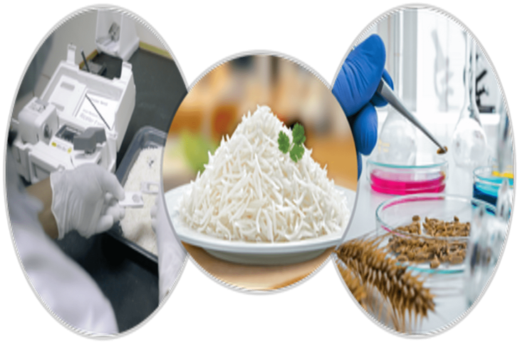 Lab-Made Rice: अब लैब में उगाया जाने लगा चावल, नॉर्मल राइस से जाने कितना अलग और इसके फायदे-नुकसान&nbsp;