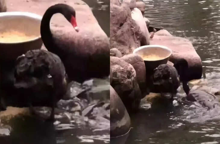 जानवरों के भावनात्मक वीडियो ने फिर जीता दिल, सोशल मीडिया पर बढ़ी लोकप्रियता