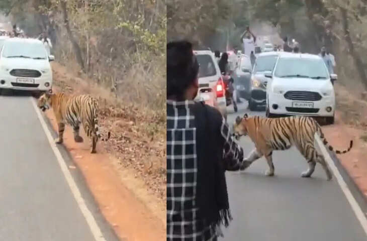 खतरनाक स्टंट! बाघ के बेहद करीब जाकर बनाया वीडियो, वीडियो देख लोग बोले - '&lsquo;सबके सब मारे जाओगे&rsquo;