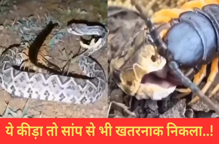 खतरनाक सांप पर भारी पड़ा ये छोटा सा कीड़ा, कर दी हालत खराब, वीडियो में देखें क्या किया