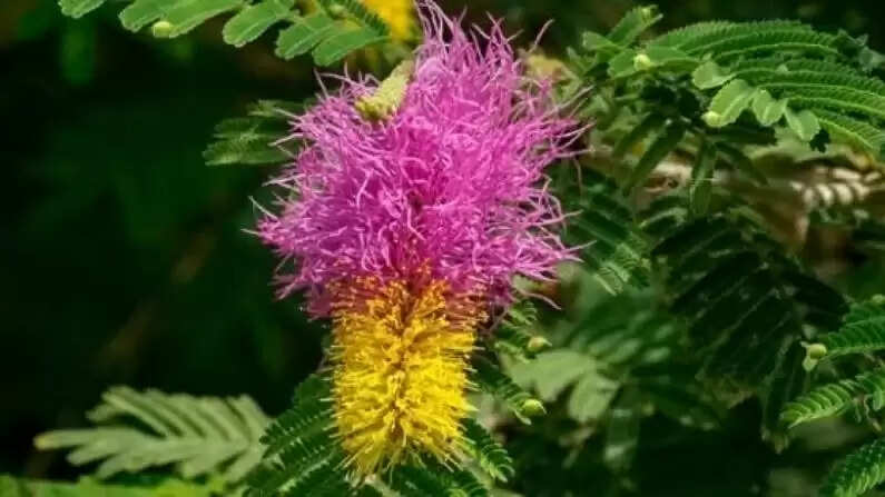 shami plant astro upay for sawan month&nbsp;