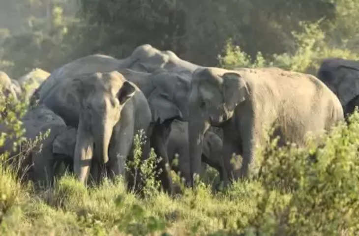 UP के पीलीभीत टाइगर रिजर्व में कर्नाटक से 4 हाथी लाए जाएंगे