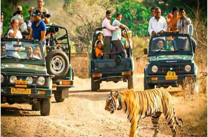 रणथम्भौर टाइगर रिजर्व की सफारी बुकिंग से लेकर चार्जेज तक की पूरी गाइड, सिंगल वीडियो में जाने कब जाएं, कैसे जाएं और कितना खर्च आएगा ?