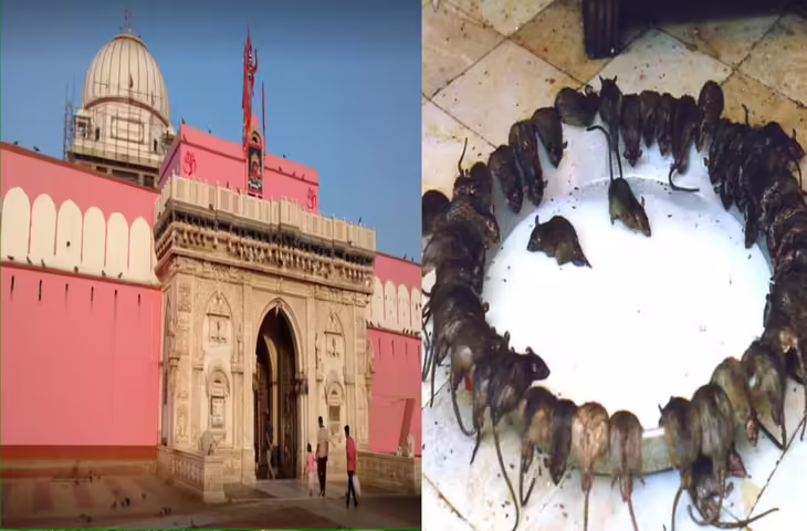 करणी माता मंदिर में चूहों को मारना माना जाता है महापाप, एक की भी हत्या पर दि जाती है ये भयंकर सजा&nbsp;