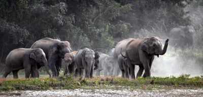Tamilnadu : नीलगिरि में जंगली हाथी ने व्यक्ति को कुचला, मौत