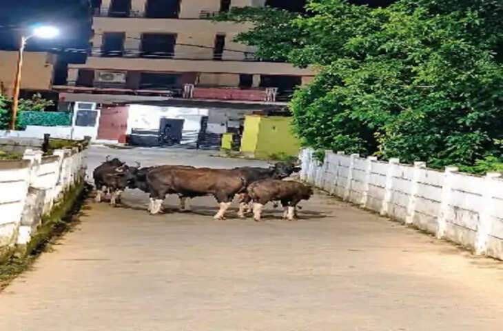 पचमढ़ी में बायसन ने सेना के जवान पर किया हमला, एजुकेशन सेंटर के खेल मैदान में हुई घटना