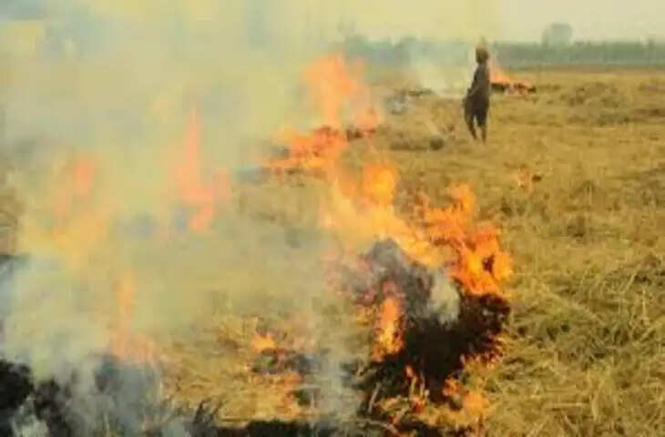लेट्यूस की पत्तियों में छिपा मिला छोटा मेंढक, किसान भी रह गया हैरान