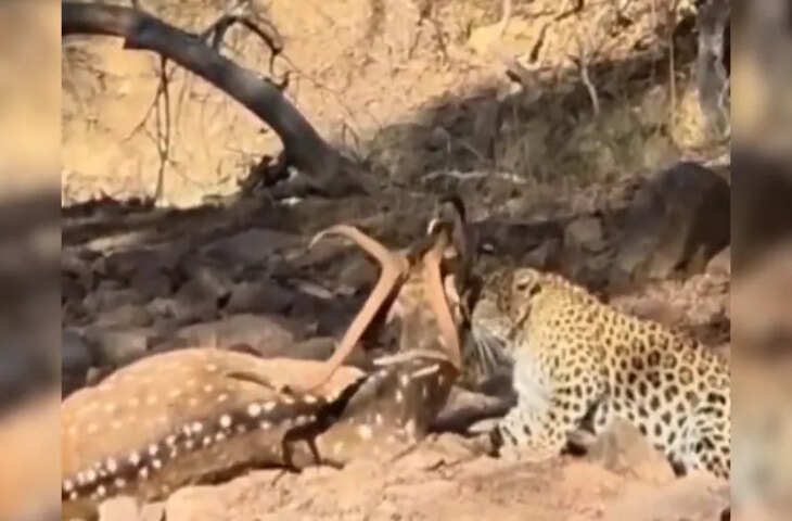 रणथंभौर में सफारी के दौरान रोमांचक नजारा, लेपर्ड ने किया चीतल का शिकार, पर्यटक हुए स्तब्ध