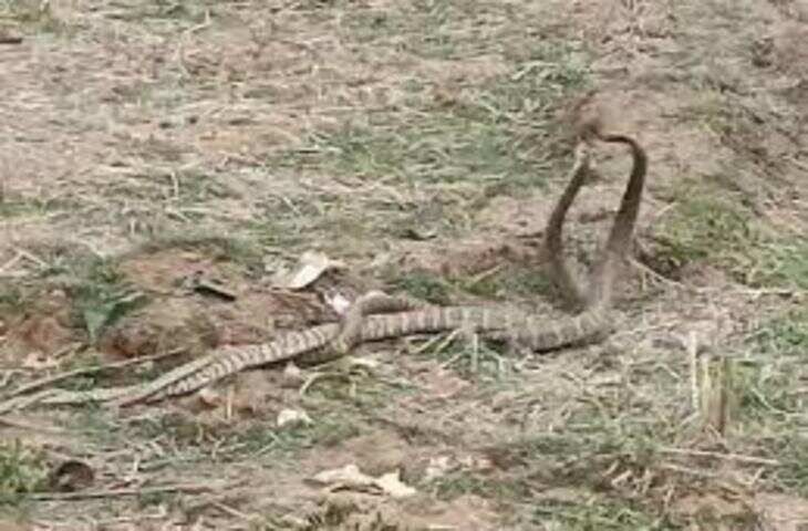 गर्ल्स हॉस्टल में दिखा नाग-नागिन का जोड़ा, अद्भुत नजारा देखने जुट गई भीड़