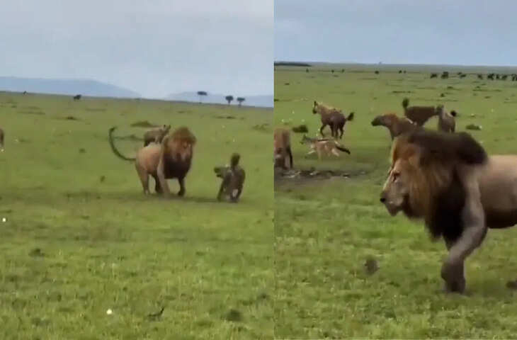 जंगल में शेर का आतंक, लकड़बग्घों के झुंड को या दिलाई उनकी औकात, देखिये जंगल का वायरल वीडियो&nbsp;