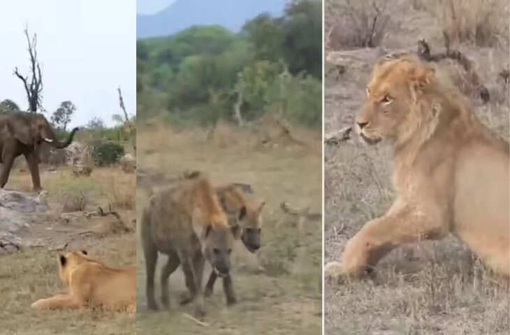 जंगल का हीरो बना हाथी! शेरनी पर हमला करते लकड़बग्घों को कर दिया नौ-दो-ग्यारह, देखे वायरल वीडियो&nbsp;