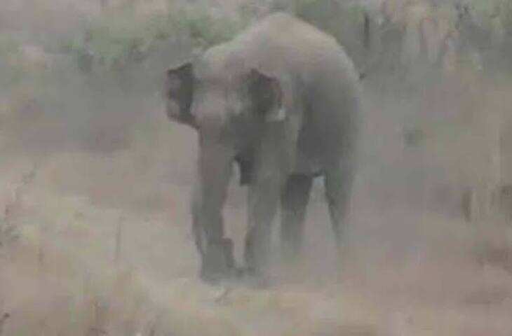 बांसवाड़ा में हाथी ने युवक को सूंड से उठाकर पटका, पैर से कुचला; फुटेज में जाने परिजनों ने लगाए हमले के आरोप, पुलिस ने बताई अलग कहानी