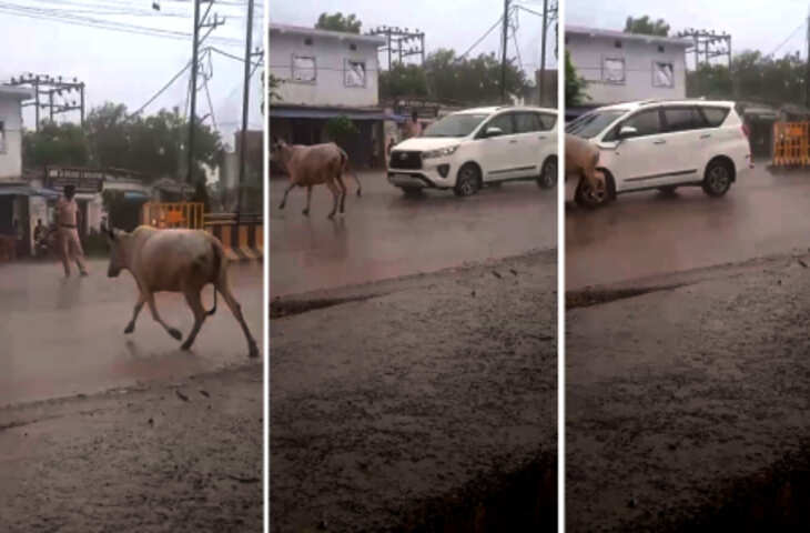 CM मोहन यादव के काफिले से भिड़ी गाय! कुछ सेकेंड के फासले ने ताल दिया बड़ा हादसा, VIDEO वायरल 