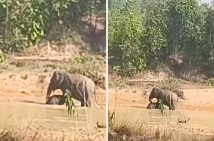 मां तो आखिर मां है, बच्चे की मौत के बाद घंटों वहीं डटी रही हथिनी, छत्तीसगढ़ से आया झकझोर वीडियो