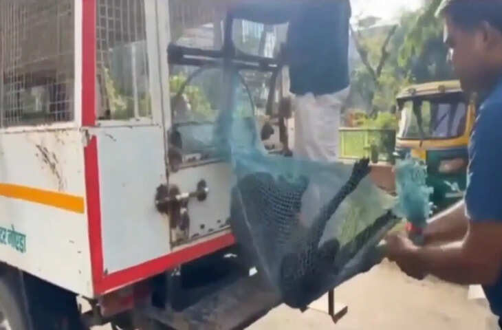 ग्रेटर नोएडा में कुत्तों पर कार्रवाई का VIDEO वायरल, पकड़ने का तरीका देख बौखलाए यूजर्स&nbsp;