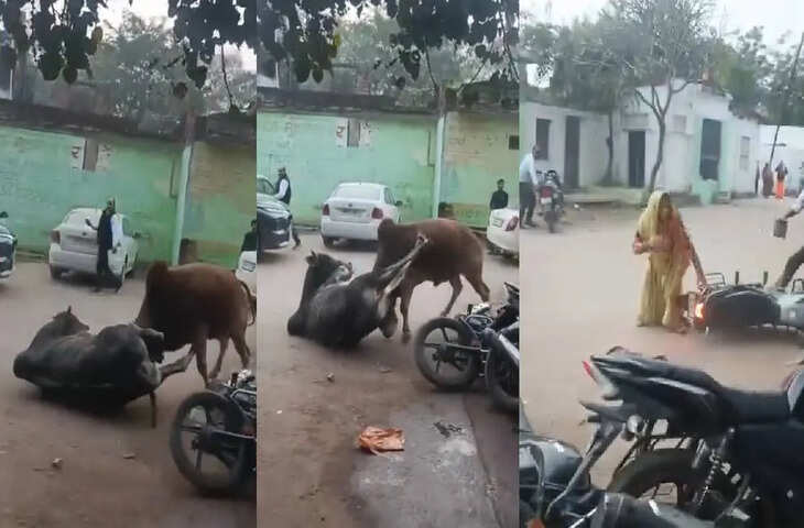 डबरा में आवारा सांडों का सड़क पर जंग का नजारा, बाइक सवार दंपति घायल