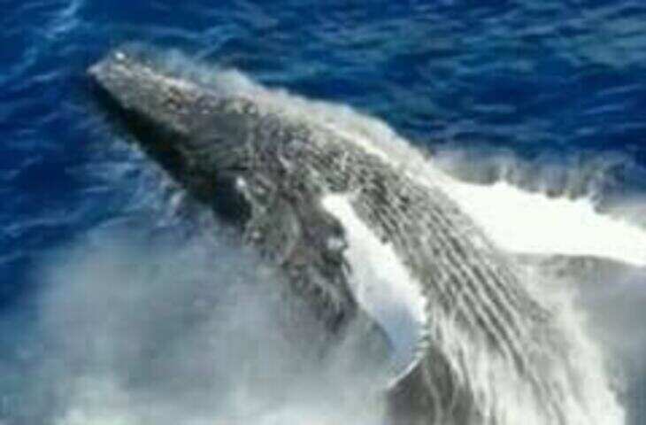 समंदर में दिखी दुर्लभ सफेद व्हेल, वीडियो ने सोशल मीडिया पर मचाई धूम