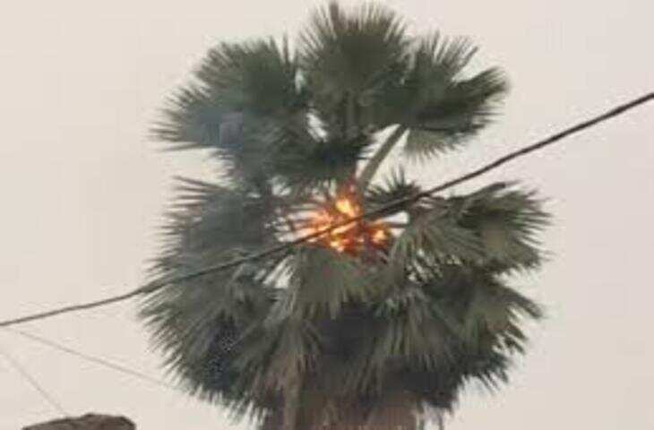 बिहार में ठनका गिरने का Live Video रिकॉर्ड हुआ, आकाशीय बिजली से पेड़ों में लगी आग