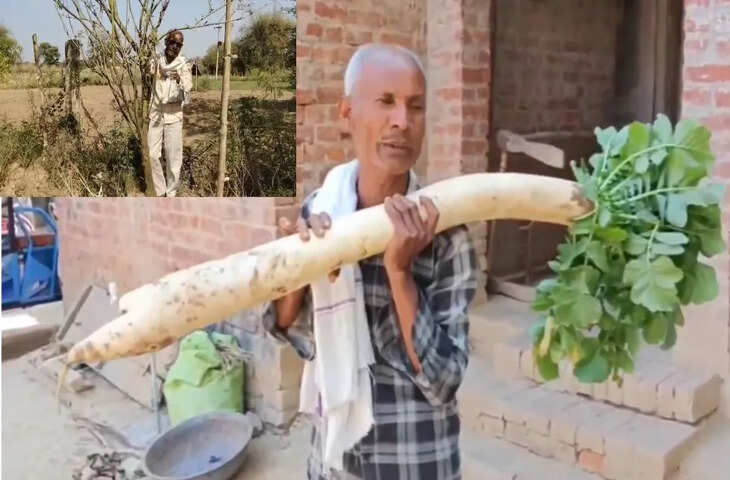 प्रतापगढ़ में किसान ने उगाया 12 फीट ऊंचा अरहर का पौधा, 5 फीट की मूली भी रह चुकी है चर्चा में
