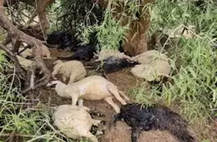 Churu चूरू में आकाशीय बिजली गिरने से 40 बकरियों की मौत