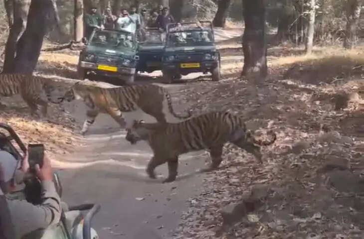 बांधवगढ़ टाइगर रिजर्व ने बनाया नया रिकॉर्ड: 2 लाख से ज्यादा पर्यटक पहुंचे, पर्यटन से बढ़ी आय