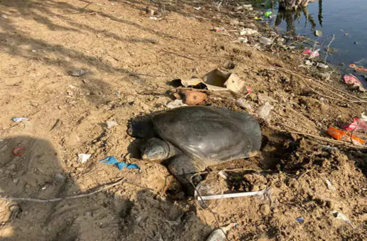 जयपुर के जलमहल की पाल पर दिखा दुर्लभ नजारा, प्रजनन के लिए पानी से बाहर पहुंची मादा सॉफ्टशेल कछुआ