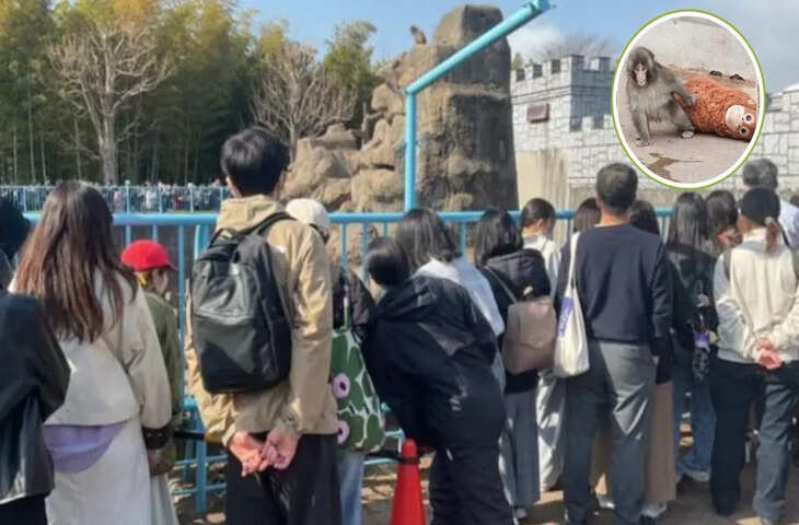 Punch बंदर तो सुपरस्टार बन गया, एक झलक पाने को जापान के Zoo में उमड़ी भीड़, बड़े-बड़ों का स्टारडम पड़ गया फीका