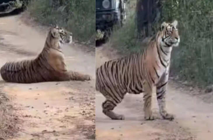 सड़क के बीच आराम फरमाता रहा टाइगर, पीछे खड़ी रहीं 30 जिप्सियां, रणथंभौर का VIDEO देख हंस पड़े लोग