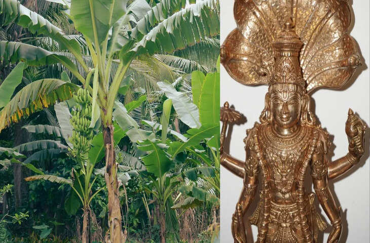 गुरुवार को केले के वृक्ष की पूजा से खुलते हैं तरक्की के रास्ते, जानिए क्या चढ़ाने से मिलती है विष्णु कृपा