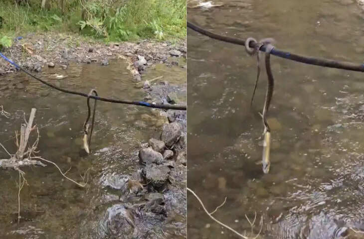 सांप ने गजब तरीके से किया मछली का शिकार, यूं ही नहीं कहते खतरनाक शिकारी, देखें वीडियो