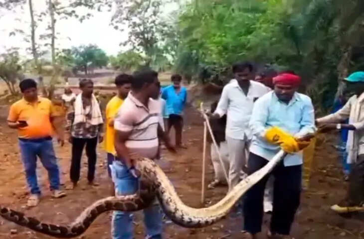 झाबुआ में खेत में दिखा विशाल अजगर, श्वान को जकड़ा; ग्रामीणों में मची दहशत