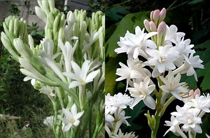 vastu tips for rajnigandha plant keep tuberose in the house for wealth and prosperity&nbsp;