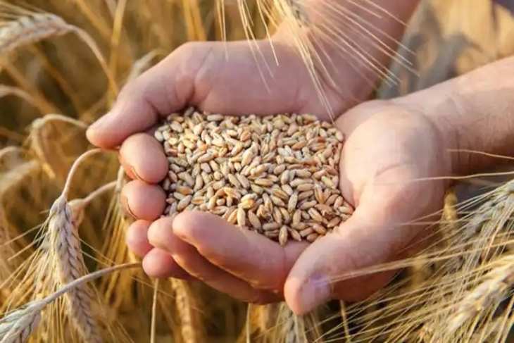 Grain Import Ban पोलैंड, हंगरी, स्लोवाकिया पर मुकदमा करेगा यूक्रेन