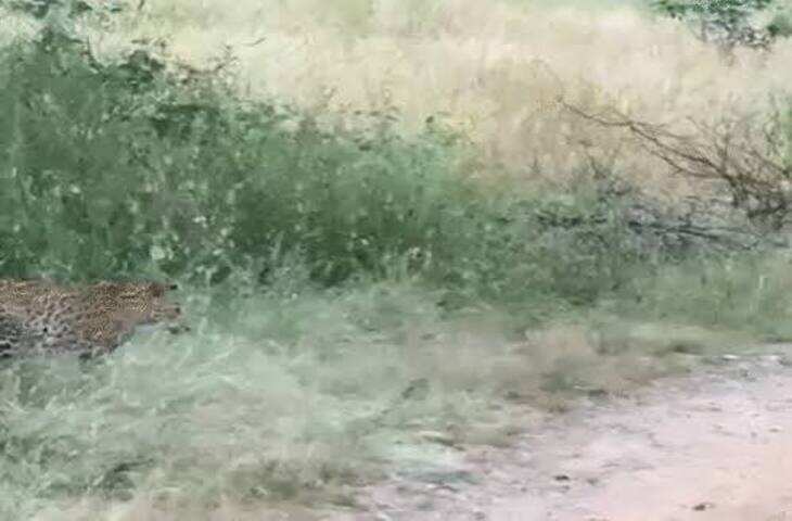 झालाना लेपर्ड रिजर्व में एक साथ दिखे 4 लेपर्ड, वीडियो में देंखे मां फ्लोरा के साथ ट्रैक पर घूमते नजर आए तीन शावक