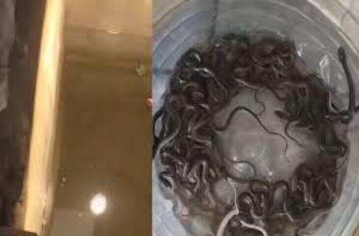 हरिद्वार में पानी की टंकी से निकले 27 सांप के बच्चे, नजारा देख दंग रह गए ग्रामीण