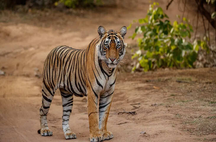 अपने पेट का जुगाड़ करने गए थे, बाघ ने बनाया शिकार&hellip; खा गया युवक का आधा शरीर, पेंच टाइगर रिजर्व में सिक्योरिटी पर सवाल