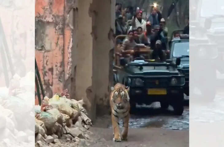 त्रिनेत्र गणेश मंदिर मार्ग पर टाइगर की दस्तक, श्रद्धालुओं में दहशत