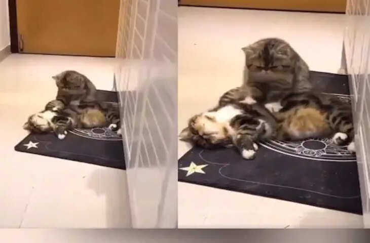 मसाज करती बिल्ली कैमरे में हुई कैद, बिल्ली की क्यूटनेस से लाखों लोग हुए प्रभावित !