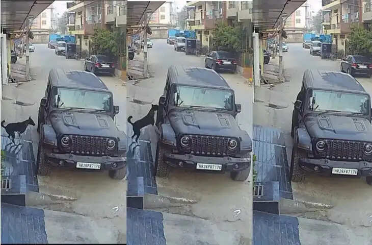 घर के बाहर खड़ी थी Thar, अचानक घुस गया कुत्ता, अंत देखकर आंखों पर नहीं होगा यकीन