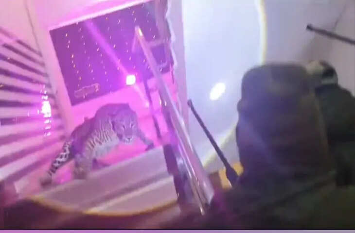 शादी समारोह में तेंदुआ अचानक हल्लाबोल! खाना खा रहे लोगों के बीच मचा हड़कंप, देखे खौफनाक VIDEO&nbsp;