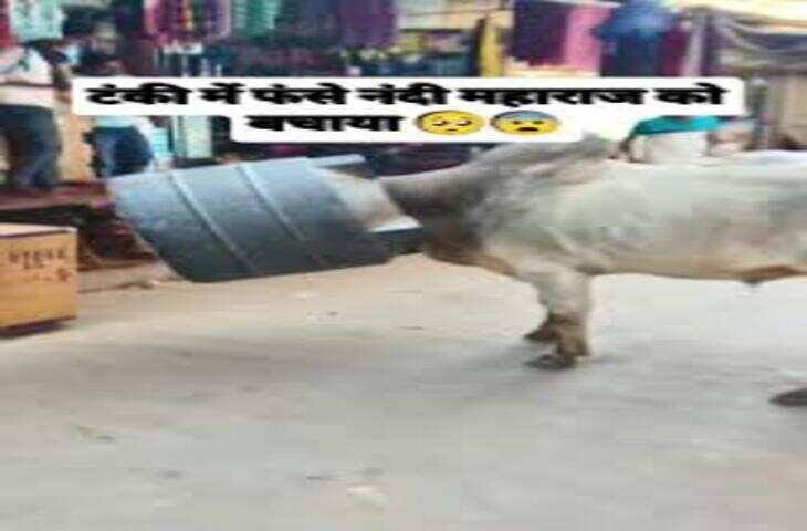 'कैसे फंस गए महाराज....'&nbsp;पानी की टंकी में बुरी तरह फंसे नंदी, सोशल मीडिया पर वायरल हो रहा वीडियो&nbsp;