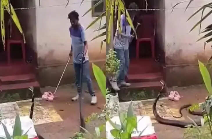 पहले पकड़ी पूंछ फिर लेकर आया बोरा, शख्स ने की किंग कोबरा को पकड़ने की कोशिश, सांप ने किया हमला...