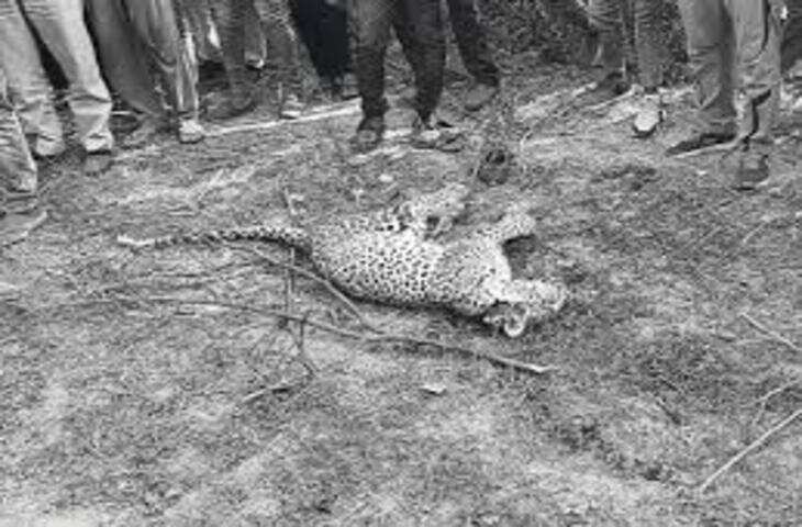 Hindaun City में लेपर्ड दिखने से हड़कंप, वीडियो में देंखे 7 घंटे की मशक्कत के बाद किया ट्रेंकुलाइज