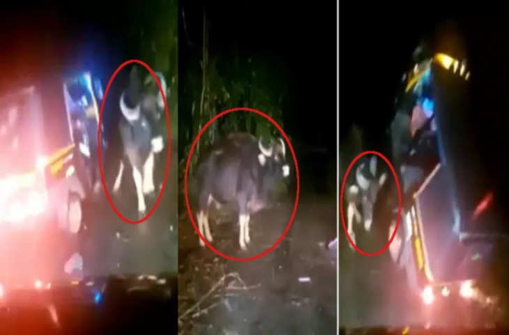 जंगली बैल ने कर दिया चलते ऑटो रिक्शा पर हमला, सींग के एक वार से उछाल दिया हवा में, देखिए फिर क्या हुआ