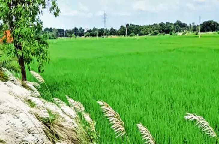 निचले इलाकों के खेतों में जलजमाव से सब्जियों की फसल पर असर, किसानों की बढ़ी चिंता