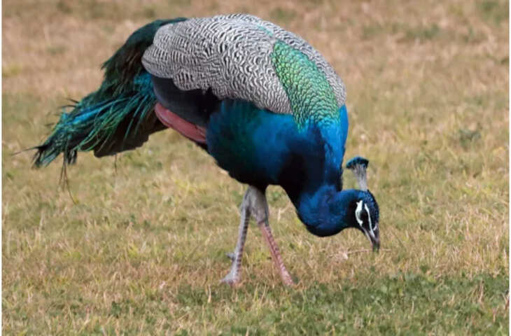 डीडवाना, राजस्थान: ग्राम दौलतपुरा में 12 मोरों के शव मिलने से हड़कंप, वन्यजीव प्रेमियों में चिंता